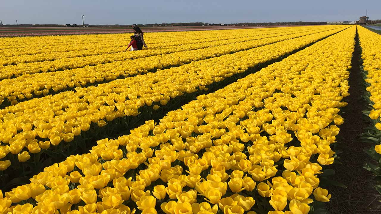 tulipfield largestt in the world Tulipfields holland tour