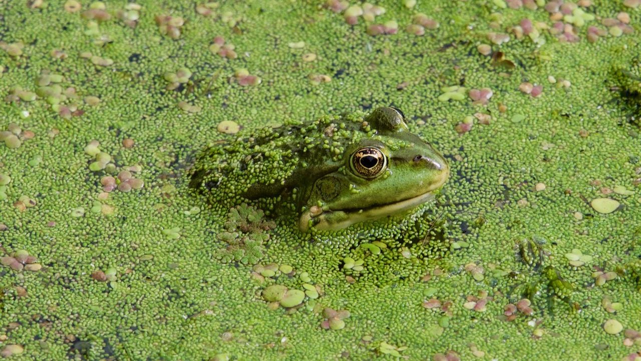 Frogs love Waterland