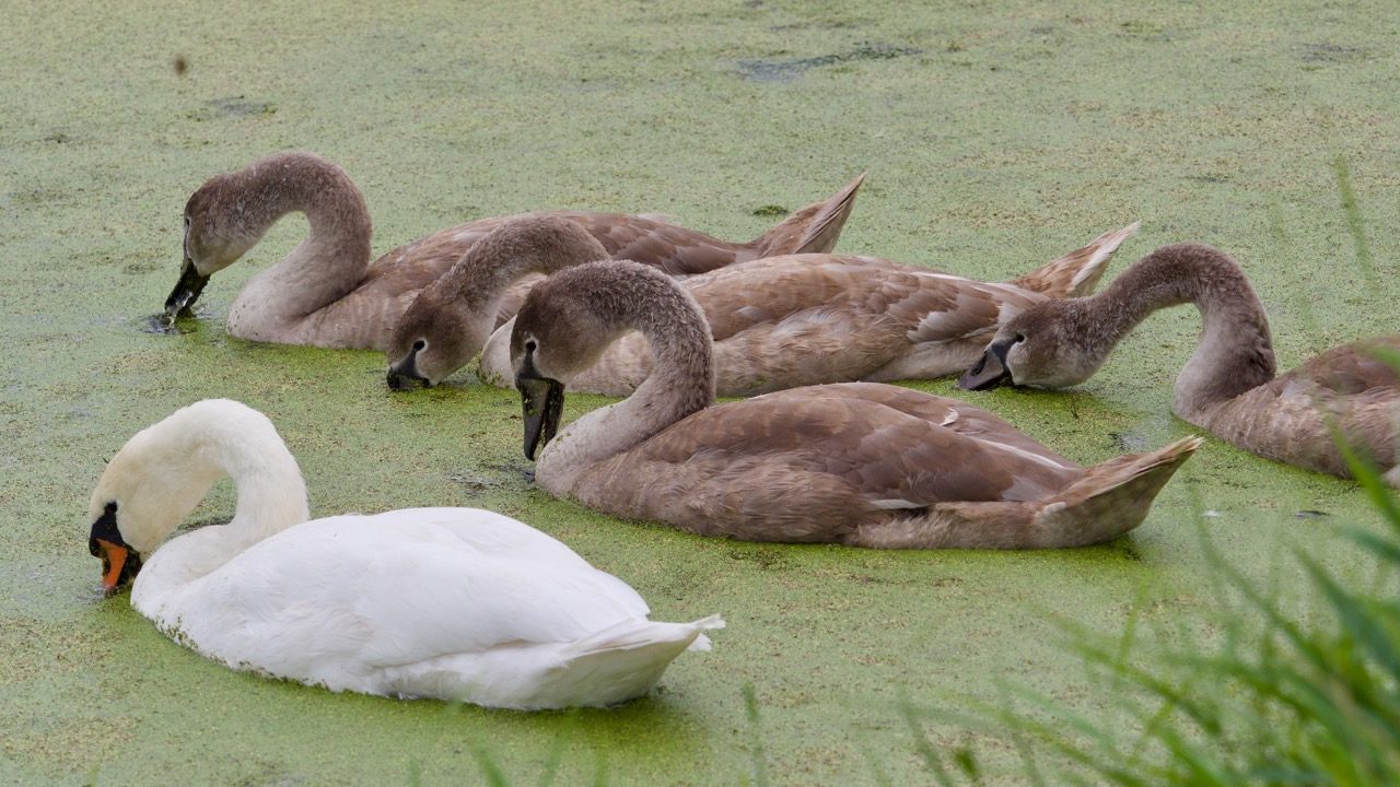 Swans, ducks and geese love Waterland