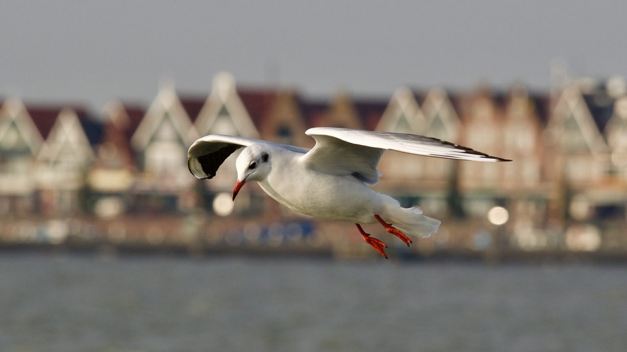 Experience Waterland Volendam