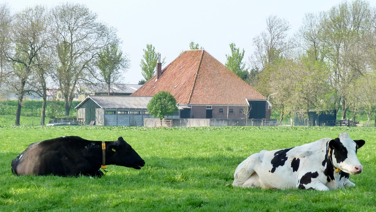 Experience Waterland boerderij